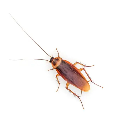 Cockroach