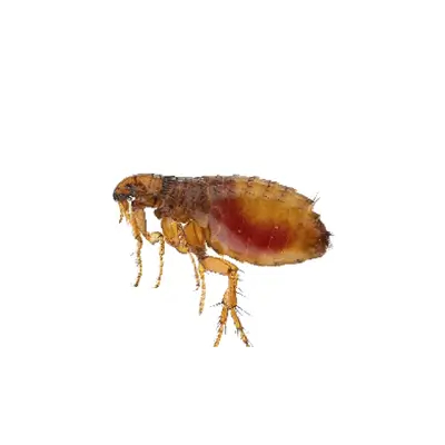 Flea
