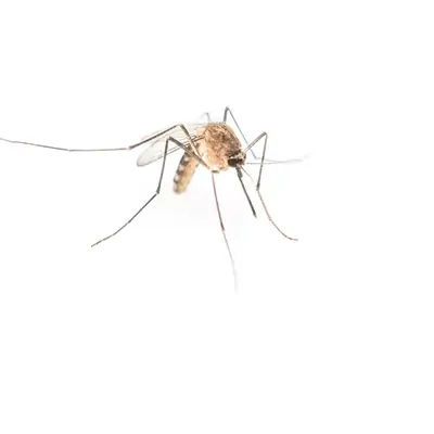 Mosquito